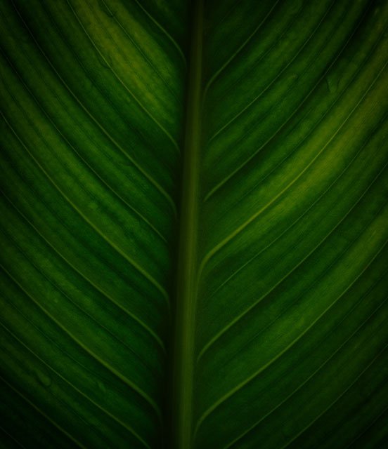 dark green leaf dark green leaf
