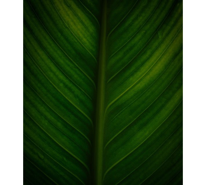 Leaf background