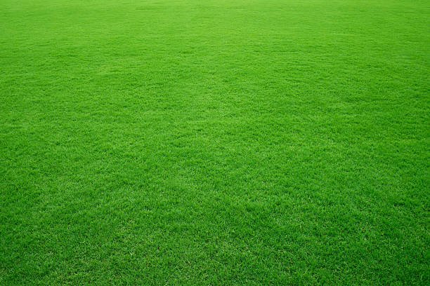 Fresh green grass in football pitch Fresh green grass in football pitch